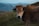 A brown cow with large horns stands in a grassy field, wearing an ear tag labeled 'PA 555'. The background features blurred mountains under a cloudy sky.