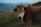 A brown cow with large horns stands in a grassy field, wearing an ear tag labeled 'PA 555'. The background features blurred mountains under a cloudy sky.