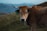 A brown cow with large horns stands in a grassy field, wearing an ear tag labeled 'PA 555'. The background features blurred mountains under a cloudy sky.