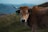 A brown cow with large horns stands in a grassy field, wearing an ear tag labeled 'PA 555'. The background features blurred mountains under a cloudy sky.