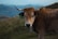 A brown cow with large horns stands in a grassy field, wearing an ear tag labeled 'PA 555'. The background features blurred mountains under a cloudy sky.