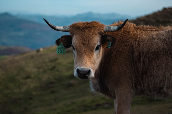 A brown cow with large horns stands in a grassy field, wearing an ear tag labeled 'PA 555'. The background features blurred mountains under a cloudy sky.