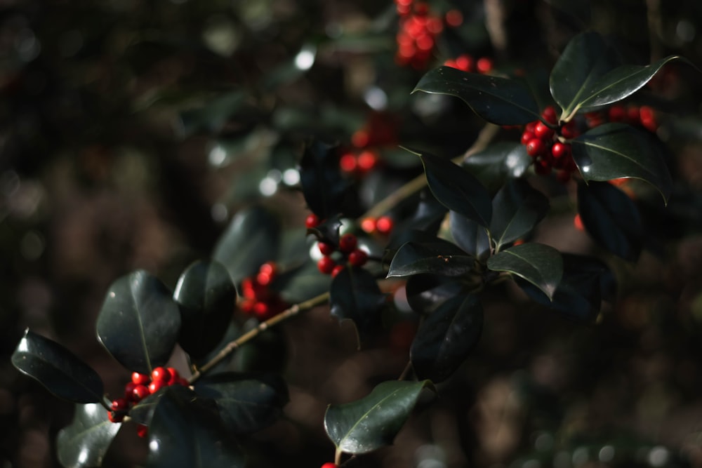 a branch with red berries and green leaves