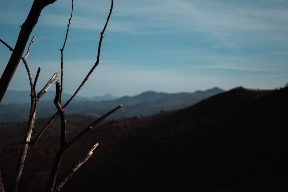 a bare tree with mountains in the background
