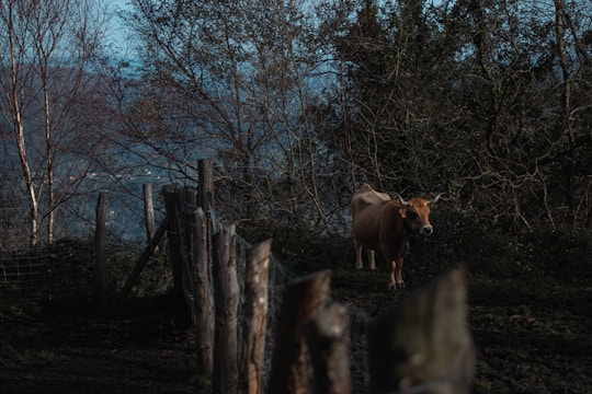 A cow stands near a wooden fence, surrounded by dense trees and foliage. The setting appears to be a rural or forested area, with a muted and shadowy atmosphere.