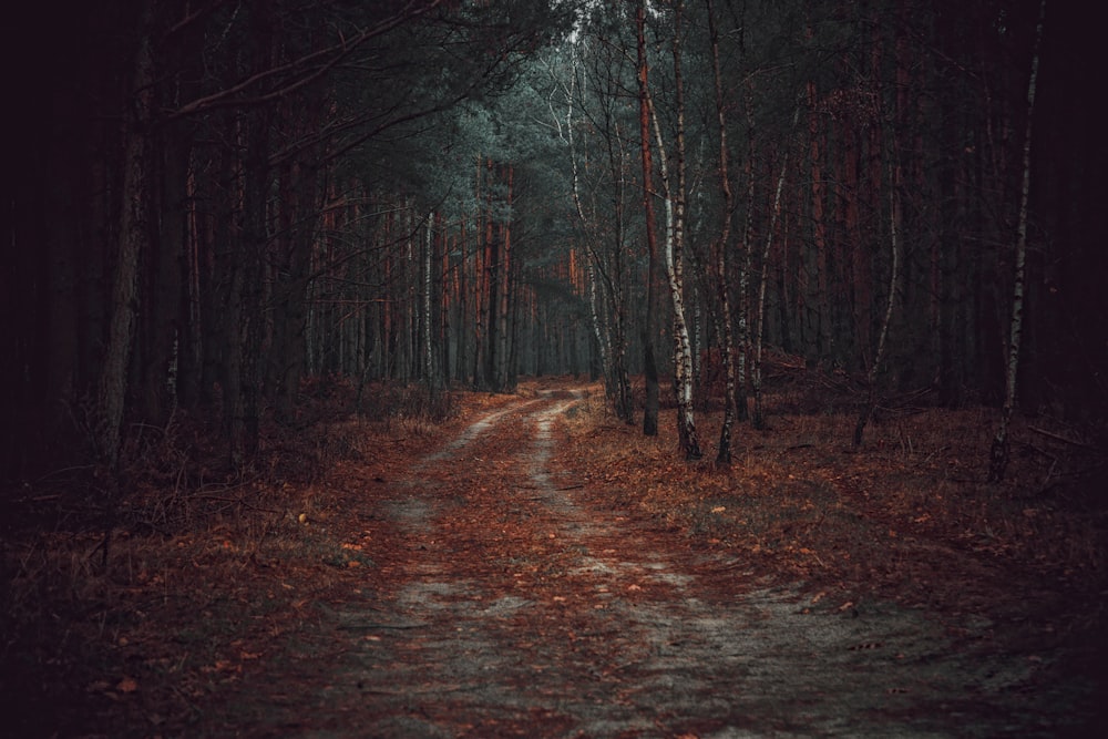 a dirt road in the middle of a forest