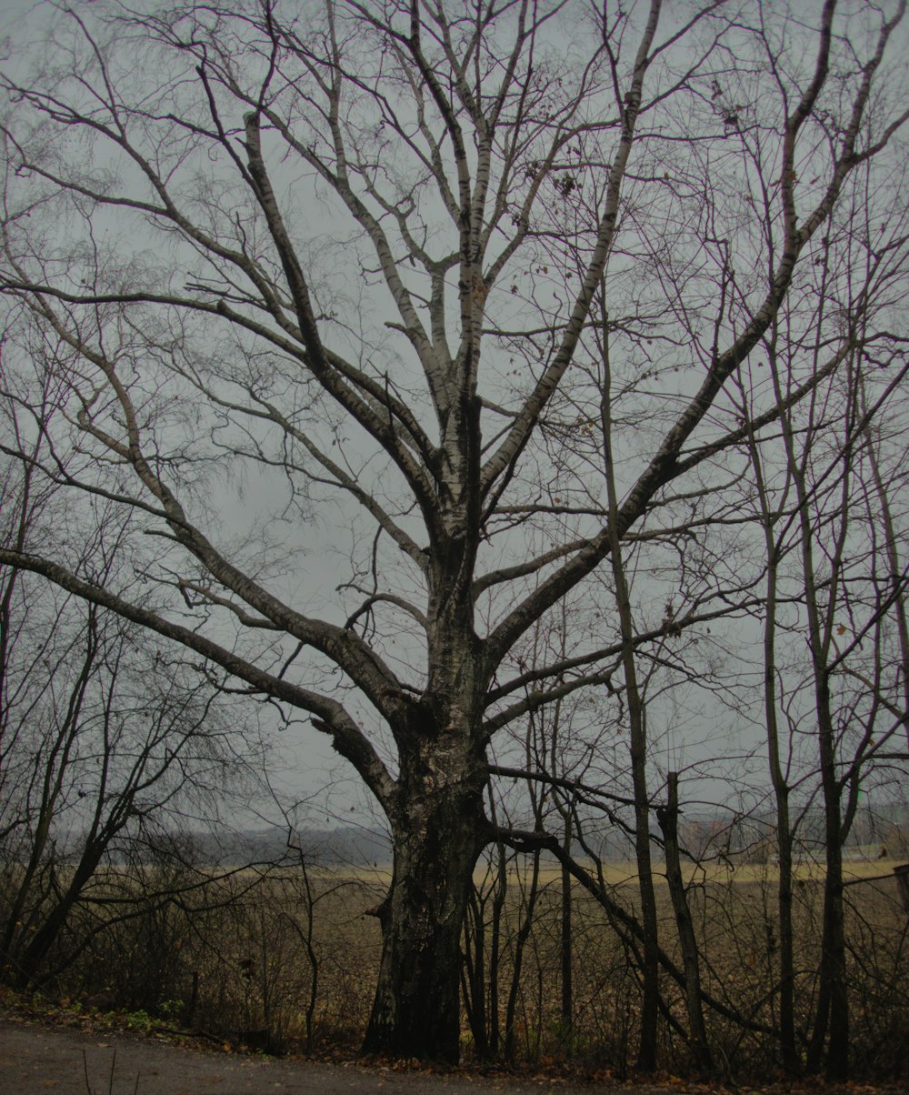 a large tree sitting next to a road