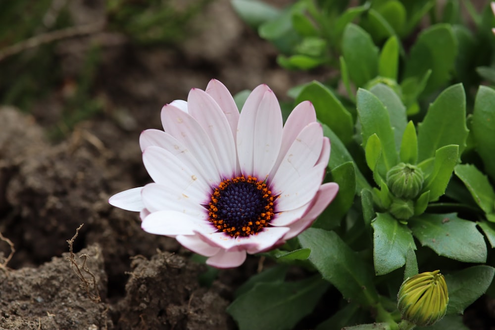 a pink and white flower sitting in the dirt