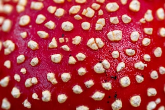A vibrant red surface is covered with small, white, raised spots of varying sizes. The texture appears rough and bumpy, creating a striking contrast between the red background and the white spots.