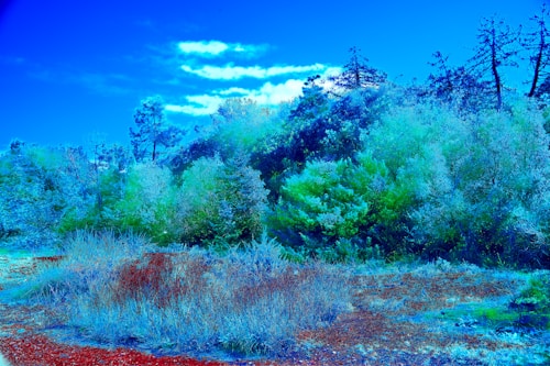 A vibrant landscape with lush trees in varying shades of green and blue. The sky is a deep blue with scattered clouds. The foreground consists of dry grass and red soil, providing a stark contrast. The scene suggests a forest or woodland area with a surreal, dreamlike appearance due to the intense colorization.