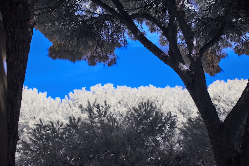 a picture of trees with a blue sky in the background