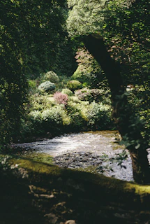 A serene woodland scene near the rescue center, highlighting the natural habitat we strive to protect.