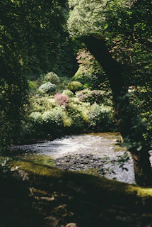 A serene woodland scene near the rescue center, highlighting the natural habitat we strive to protect.