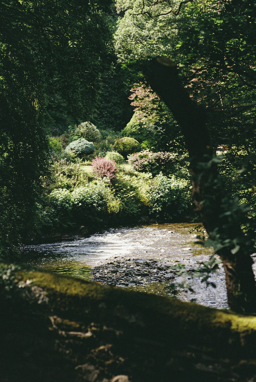 a stream running through a lush green forest