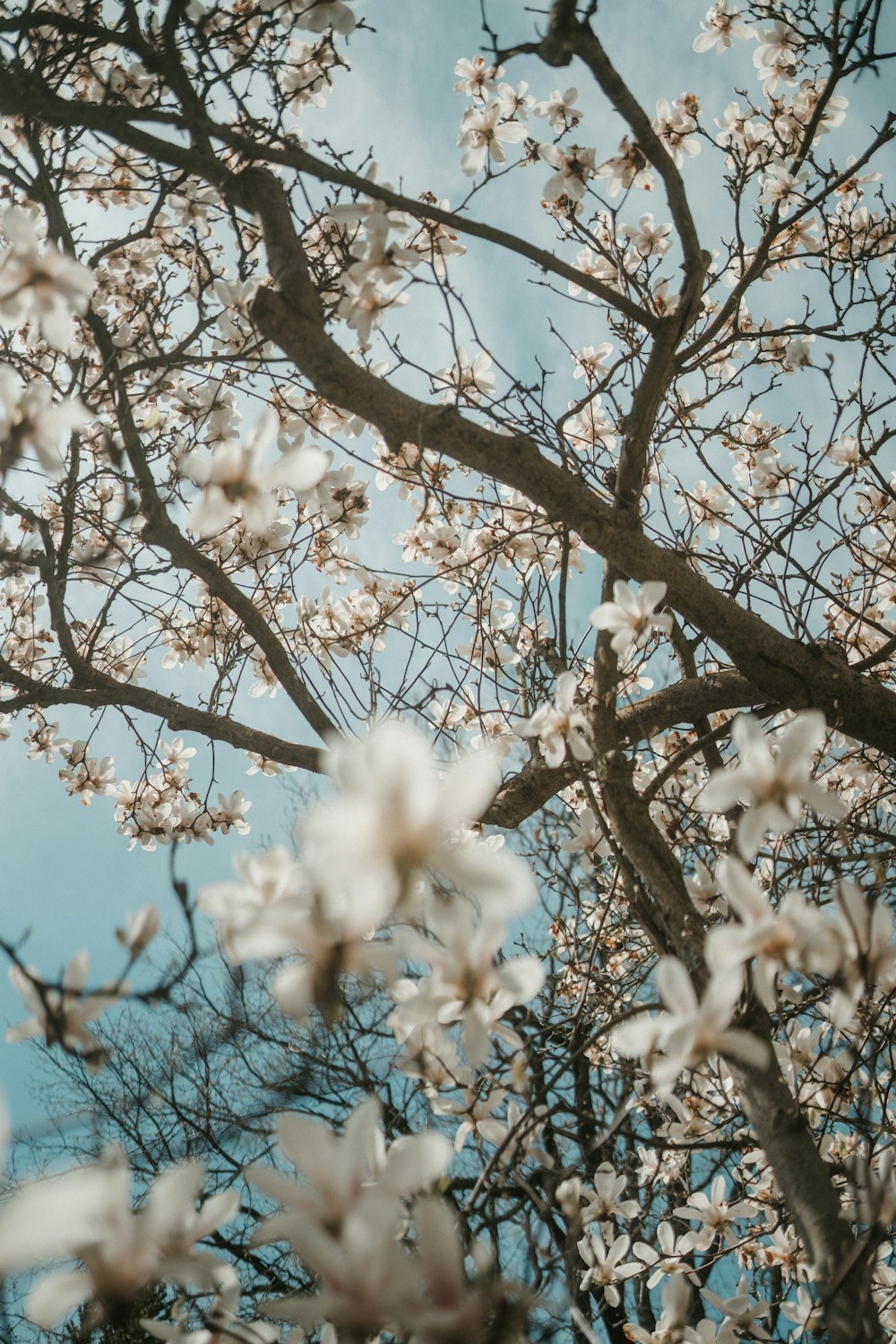 the branches of a tree with white flowers against a blue sky