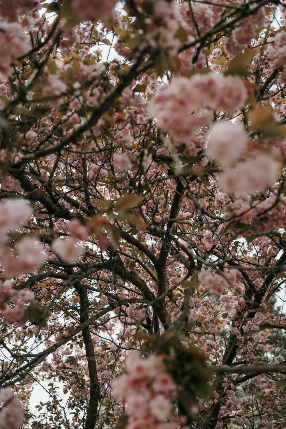 a tree filled with lots of pink flowers