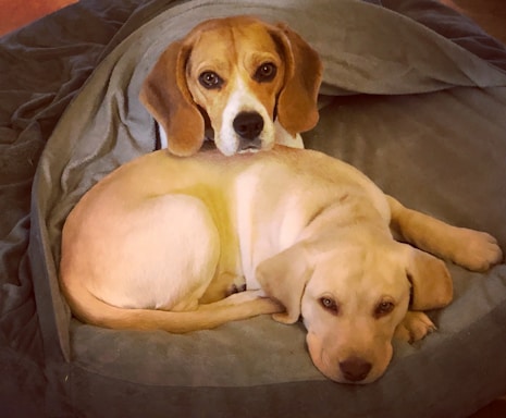 Two dogs are lying comfortably on a plush, green blanket. The dog in the foreground is a Labrador Retriever puppy, resting its head down while looking forward. Behind the puppy, a Beagle is cozily snuggled under the blanket, with its head peeking out and looking directly into the camera.