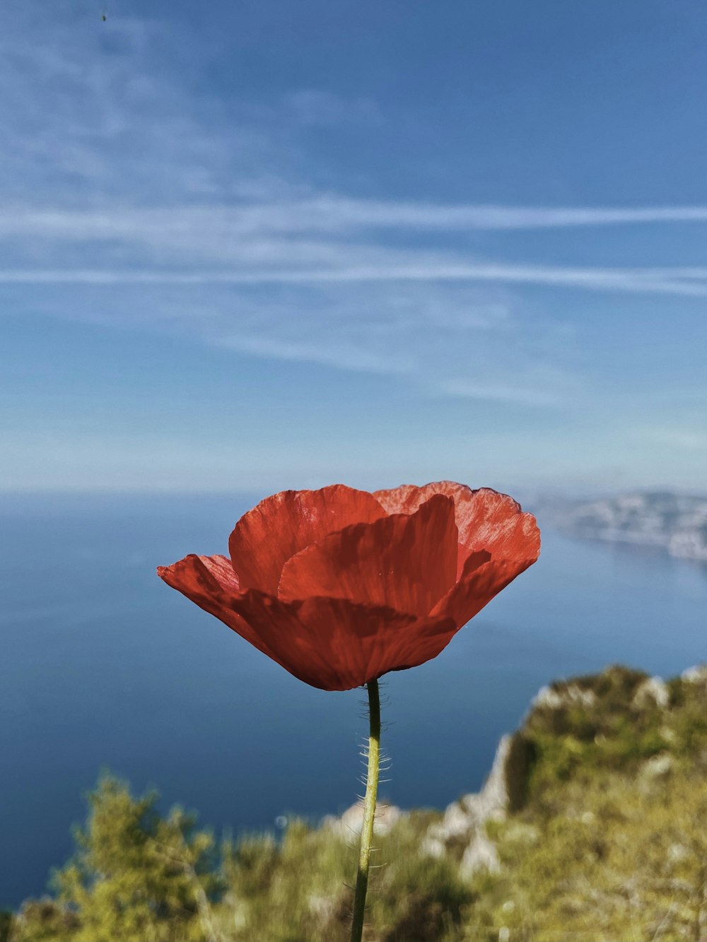 a single red flower with a blue sky in the background