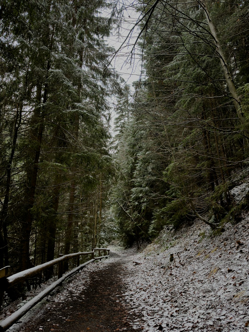 a path in the middle of a snowy forest