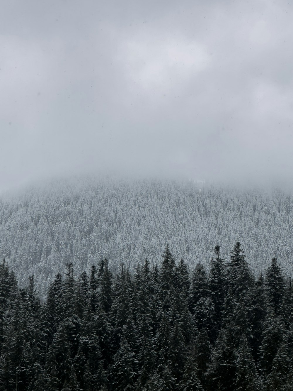 a snow covered mountain with trees in the foreground