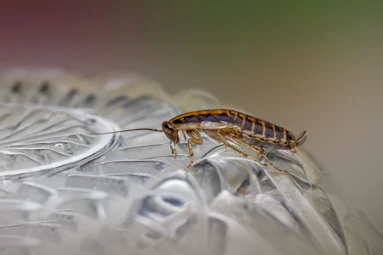 a close up of a bug on a glass plate