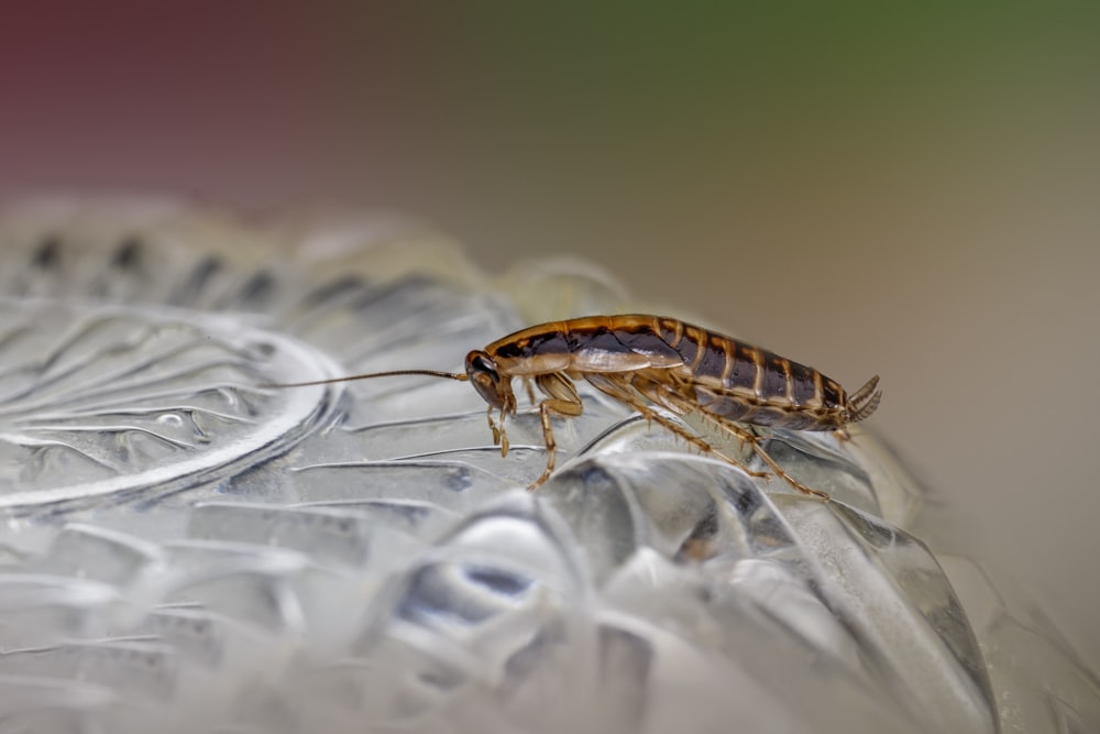 Un primer plano de un insecto en una placa de vidrio