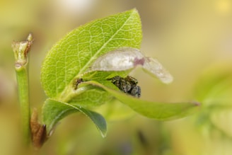 A close-up of a curious jumping spider perched on a vibrant green leaf, its eyes sparkling with personality.