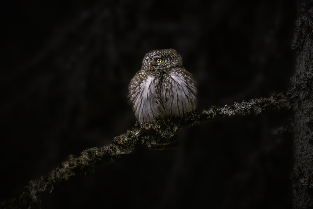 a small owl sitting on a tree branch