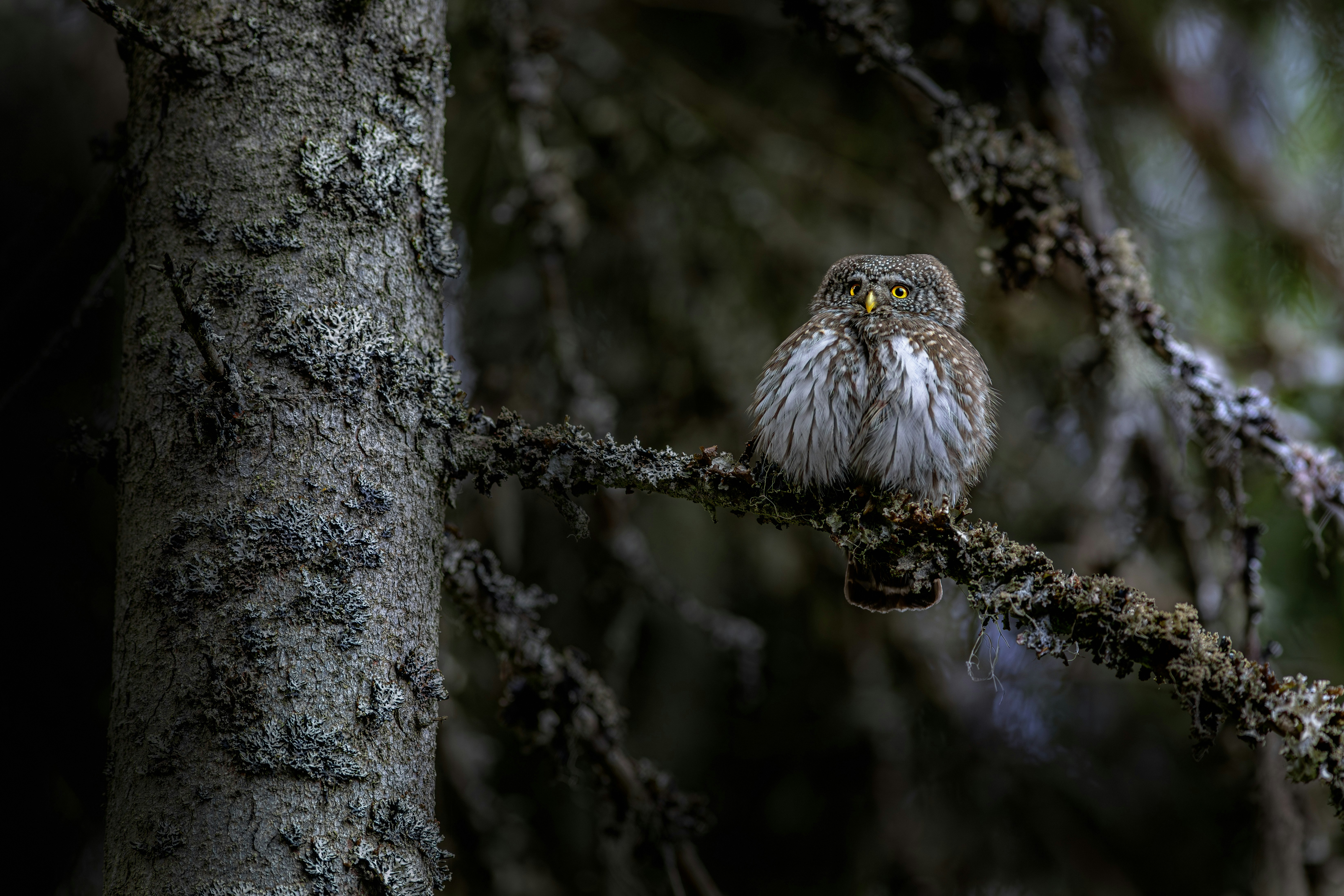 Photo by erik_karits