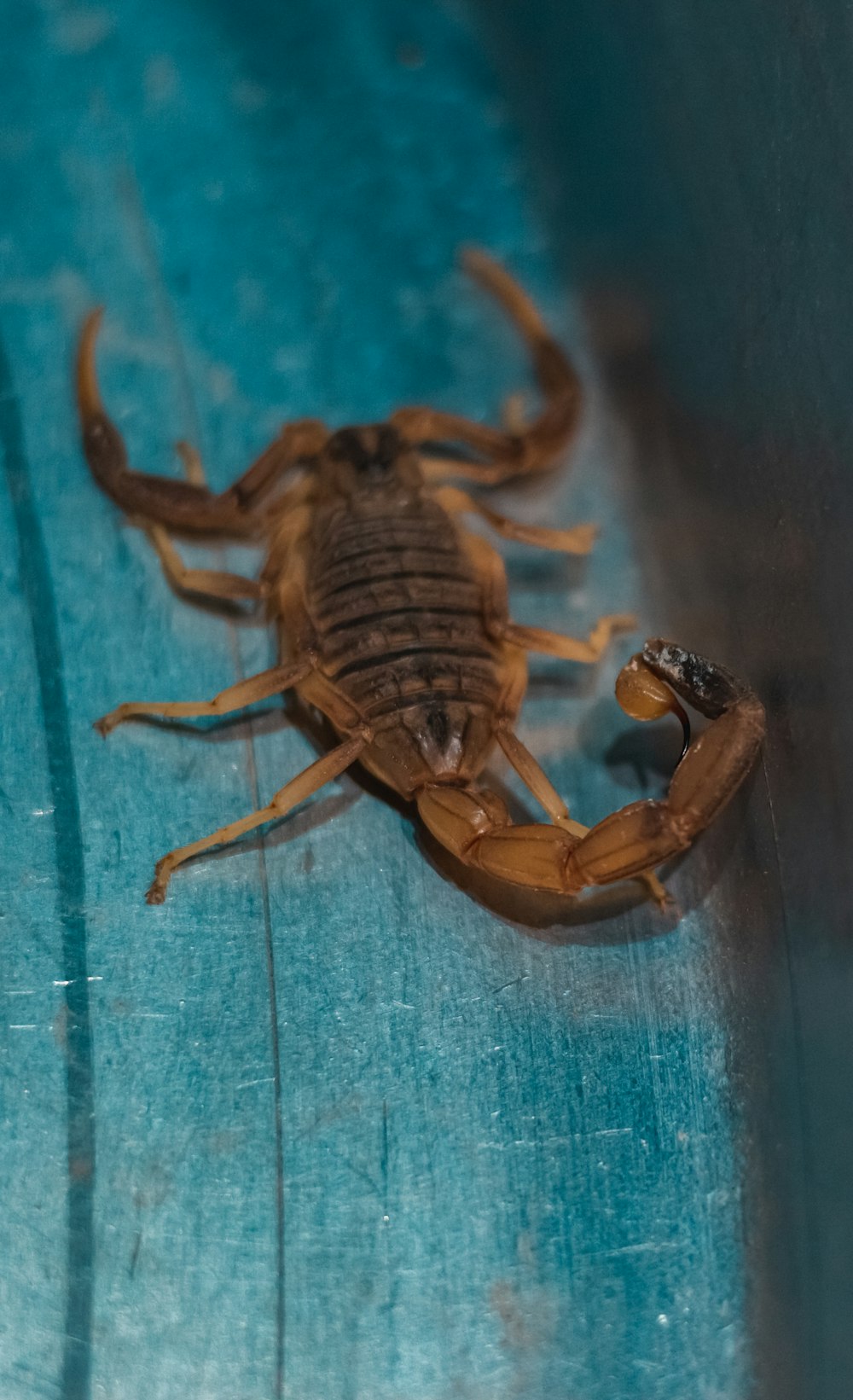 a close up of a scorpion on a blue surface