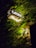 A rectangular illuminated sign with the text 'RAPAN' is nestled among lush green leaves and vines. The sign also contains smaller text that reads 'chocolates, café, & helados'. The foliage creates a natural framing for the sign, with light from the sign softly illuminating the surrounding leaves.