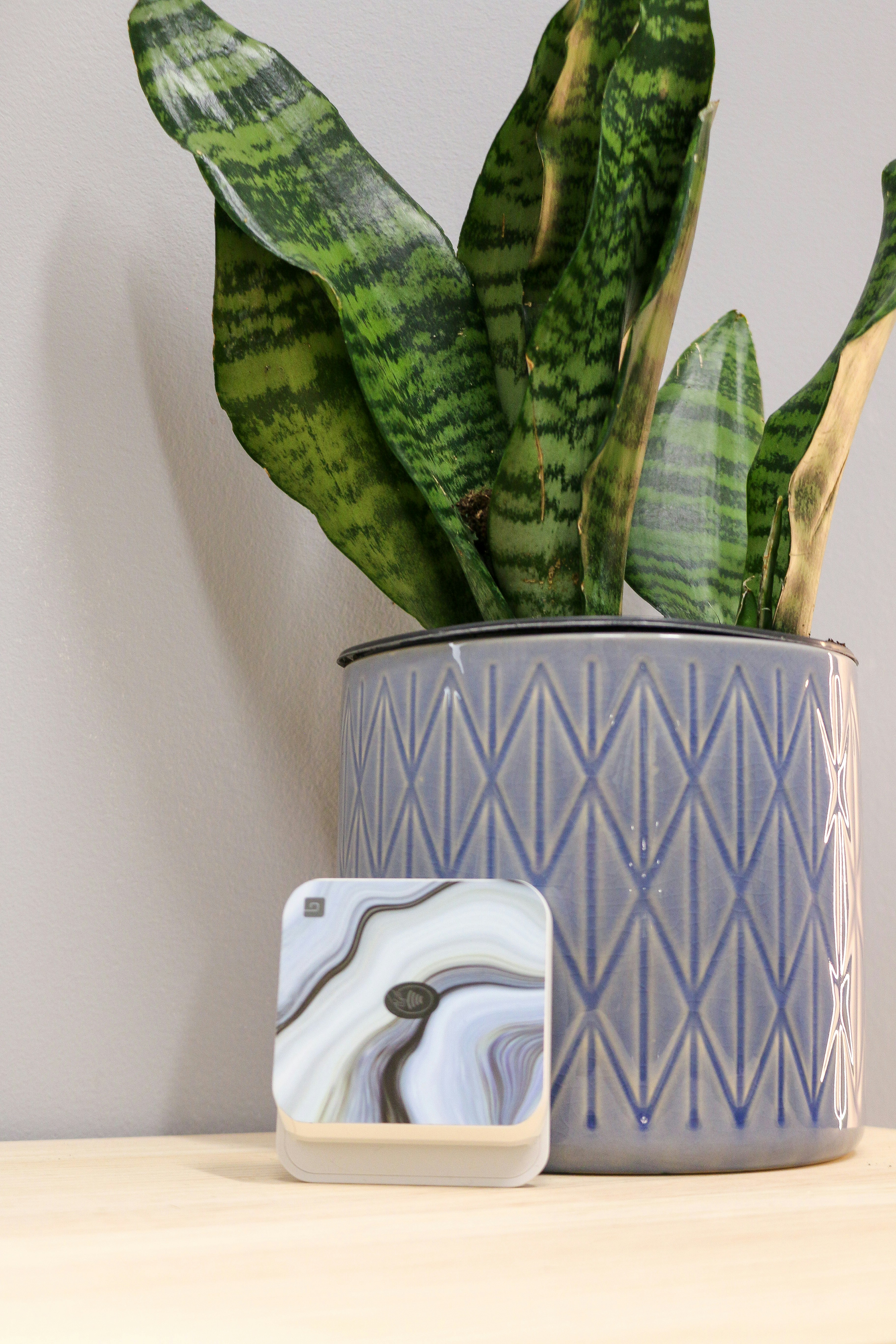 Lush Snake Plant