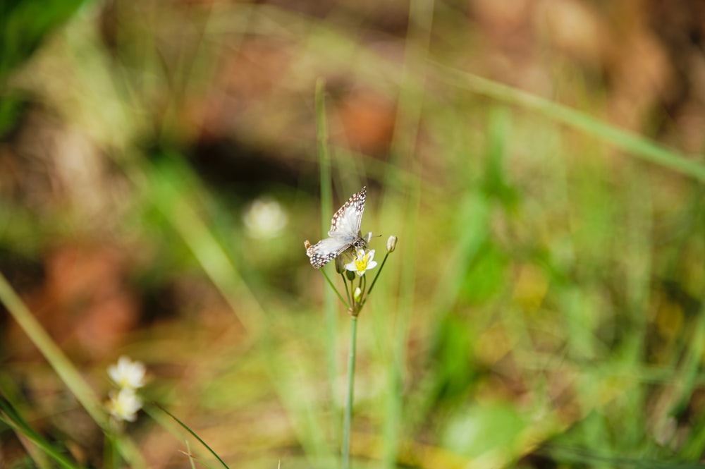 a small blue butterfly sitting on top of a white flower