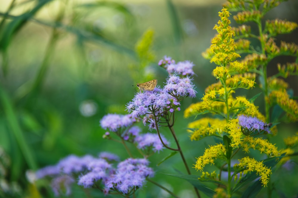 a butterfly is sitting on a purple flower