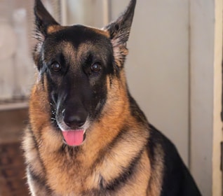 A German Shepherd dog is sitting indoors with its tongue out and ears perked up. The lighting is soft, highlighting the dog's fur with shades of brown and black.