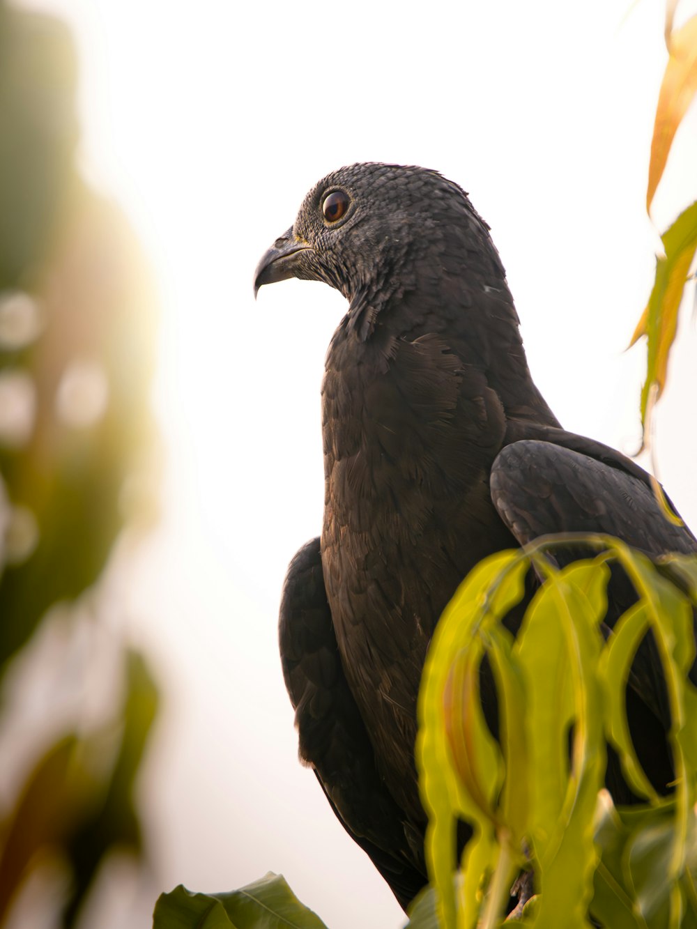 a black bird sitting on top of a tree branch