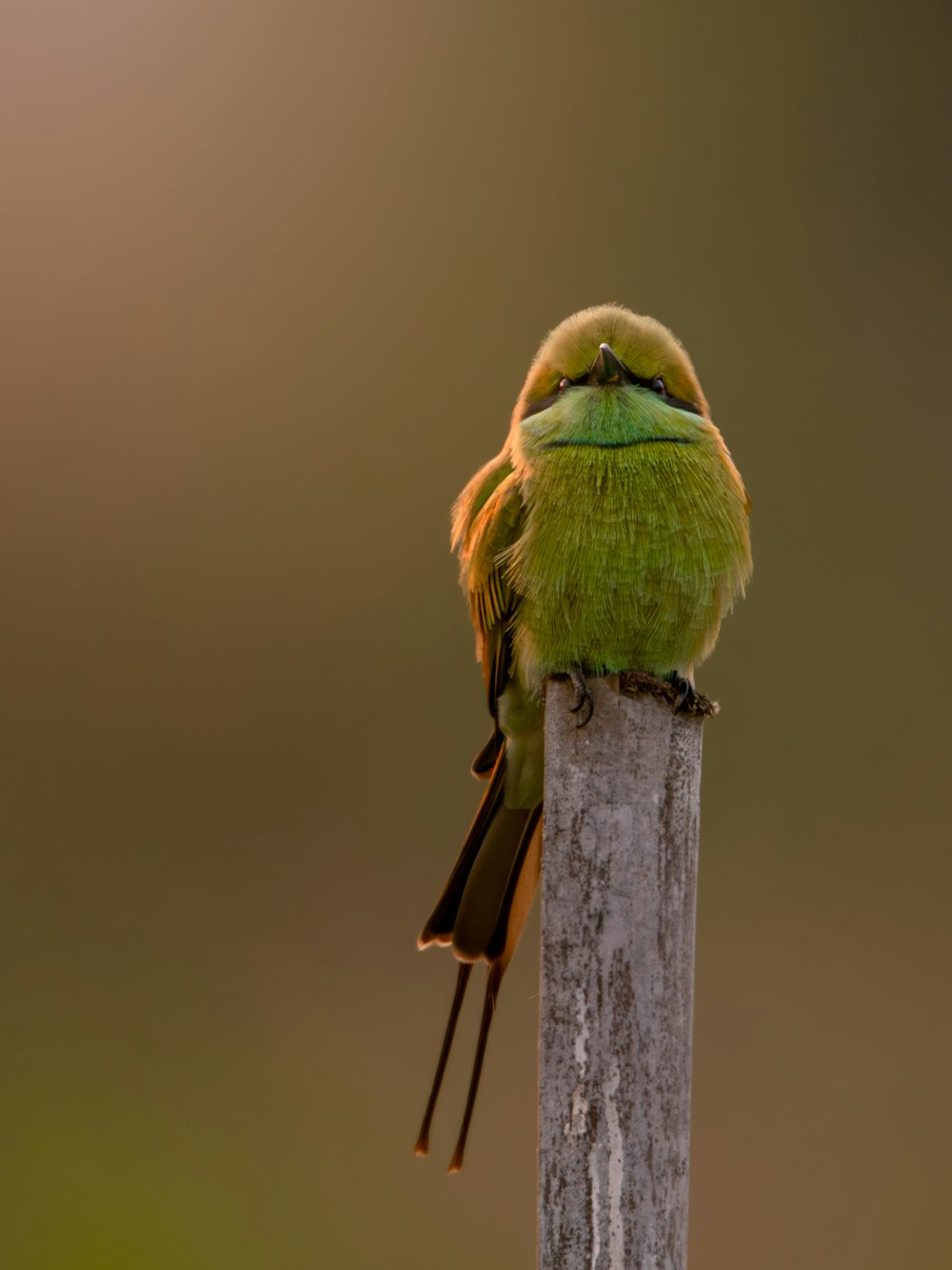a small green bird sitting on top of a wooden pole