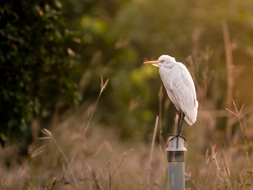 un pájaro blanco sentado en lo alto de un poste de metal