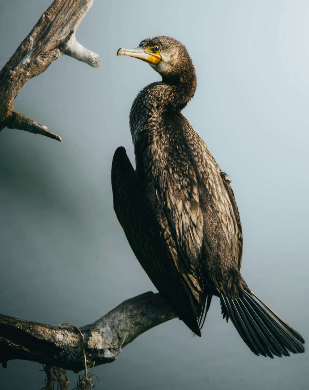 a bird sitting on a tree branch with a cloudy sky in the background