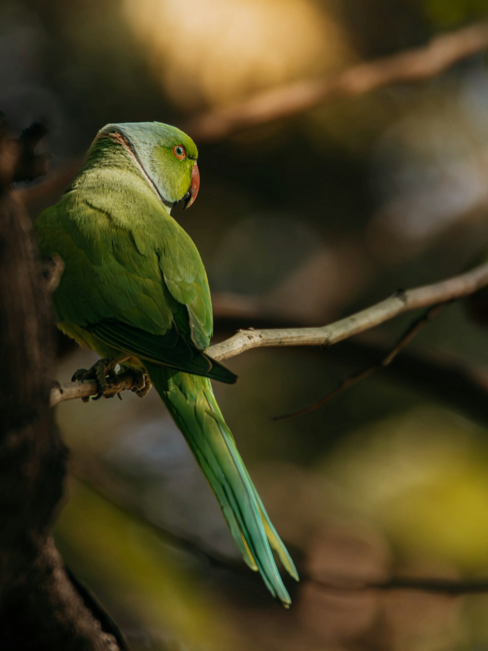 a green bird perched on a branch of a tree