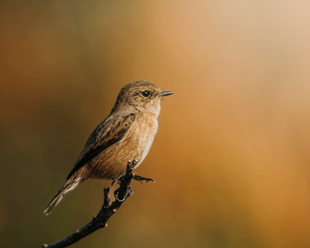 un pequeño pájaro marrón sentado en una rama