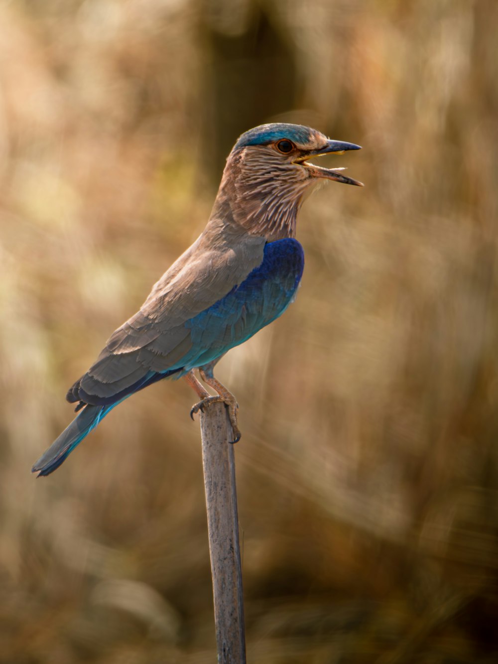 a bird sitting on top of a wooden stick