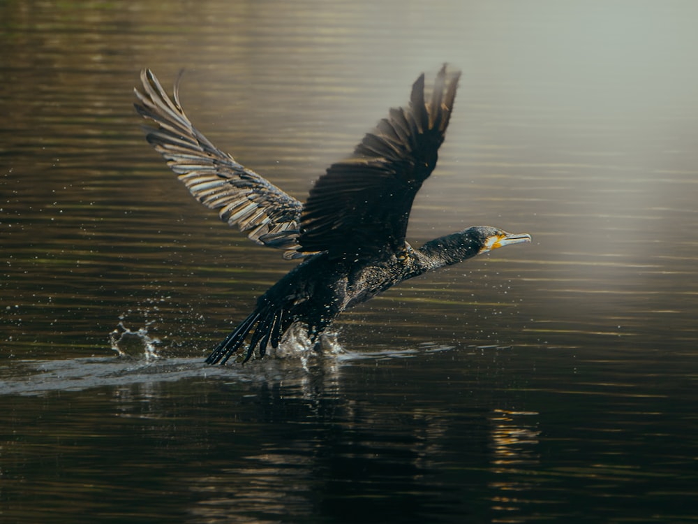 un pájaro grande volando sobre un cuerpo de agua