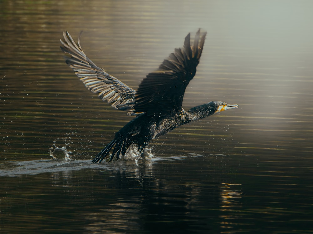 a large bird flying over a body of water