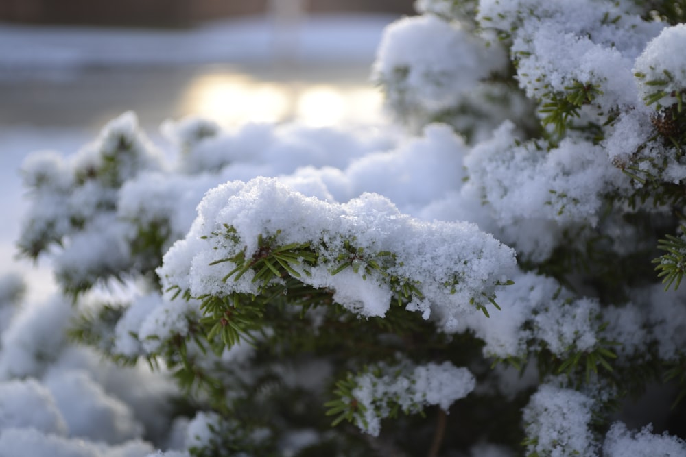 a close up of a tree covered in snow