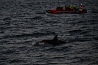 A group of people wearing life jackets are on a bright orange inflatable boat in a dark, choppy ocean. Nearby, a dorsal fin of a large marine animal, likely an orca or dolphin, is visible above the surface of the water.