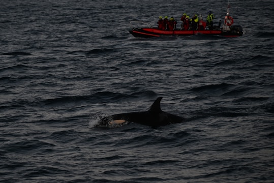 A group of people wearing life jackets are on a bright orange inflatable boat in a dark, choppy ocean. Nearby, a dorsal fin of a large marine animal, likely an orca or dolphin, is visible above the surface of the water.