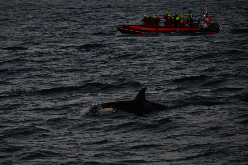 a group of people in a boat watching a whale