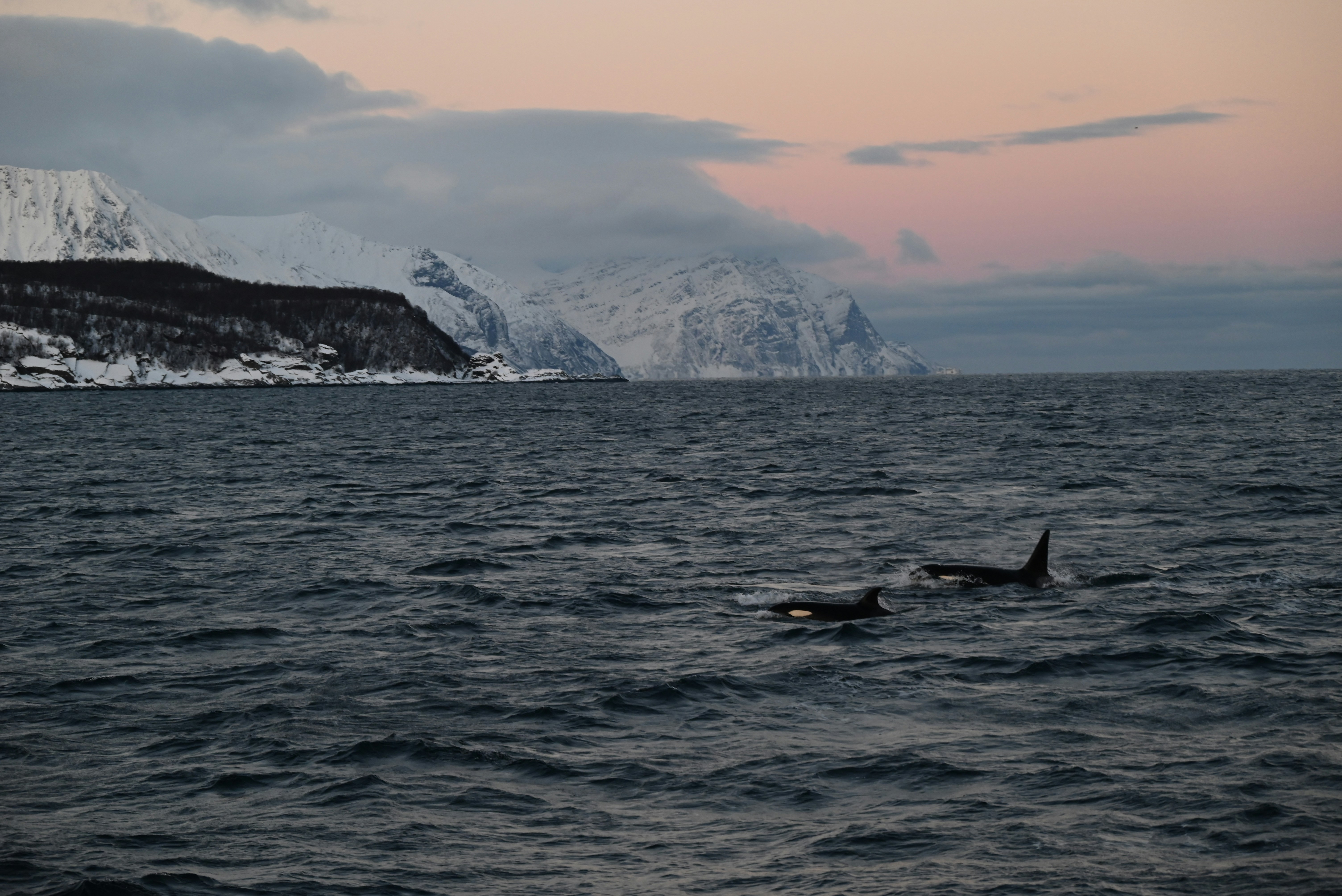 A couple of dolphins swimming in the ocean photo – Free Norway Image on ...