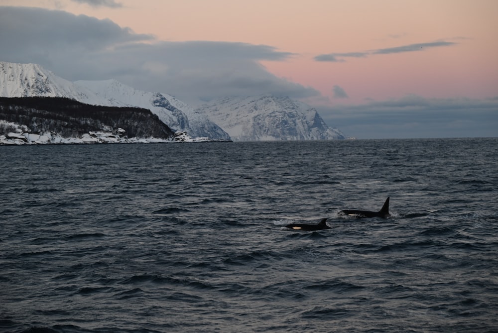 a couple of dolphins swimming in the ocean